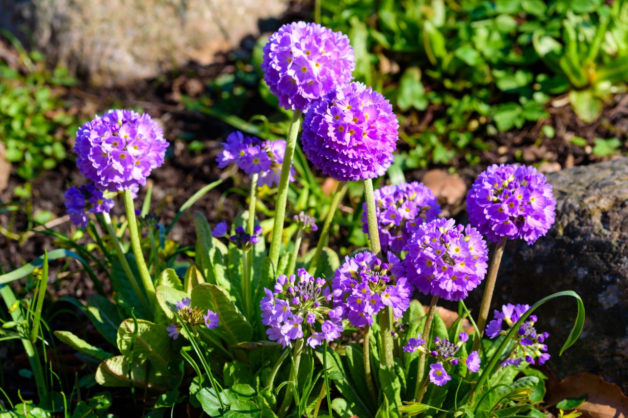 Paars bloeiende bolvormige primula's in een perk