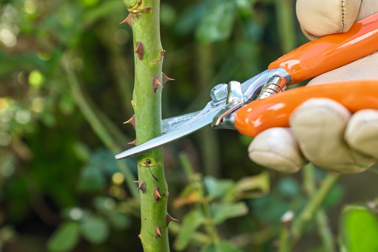 Close-up van hoe een roos wordt ingekort met een STIHL snoeischaar