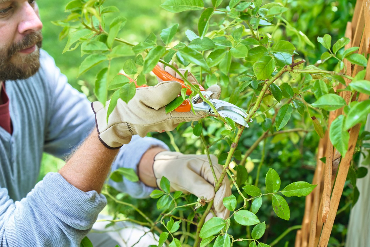 Bij het snoeien van rozen verwijdert een man lange scheuten met een STIHL snoeischaar