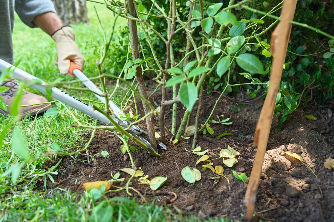 Een oude rozenscheut wordt afgeknipt met een STIHL takkenschaar