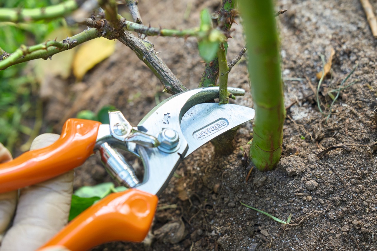 Met een STIHL snoeischaar worden zwakke scheuten teruggesnoeid