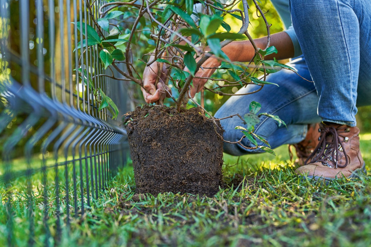 Close-up van hoe een vrouw een klimplant in de grond plaatst om een bescherming tegen inkijk te beplanten