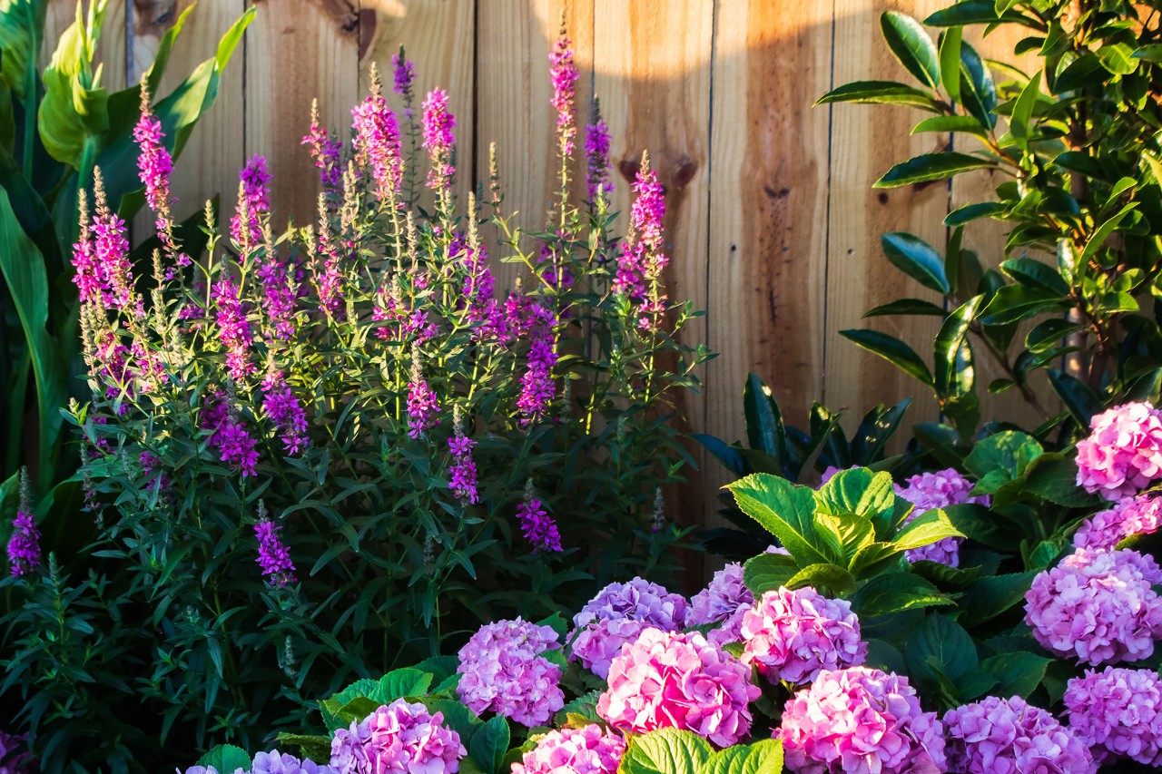 Roze bloeiende hortensia's tegen een houten inkijkbescherming