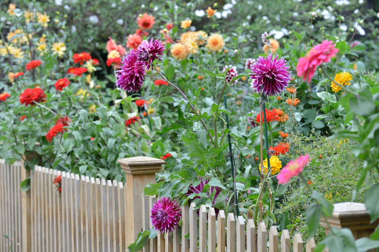 Kleurrijke dahlia's achter een houten inkijkbescherming 