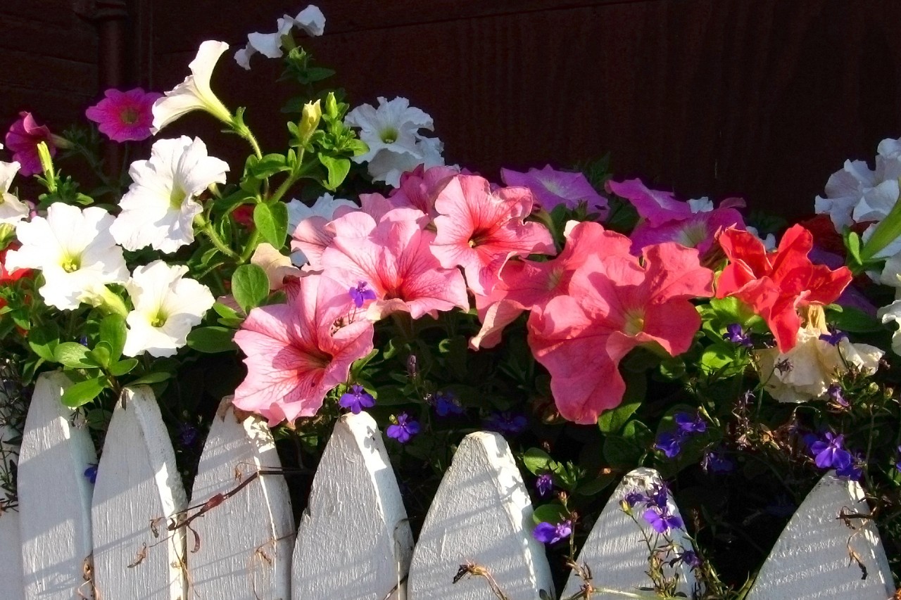 Bakken met kleurrijke zomerbloemen aan een schutting