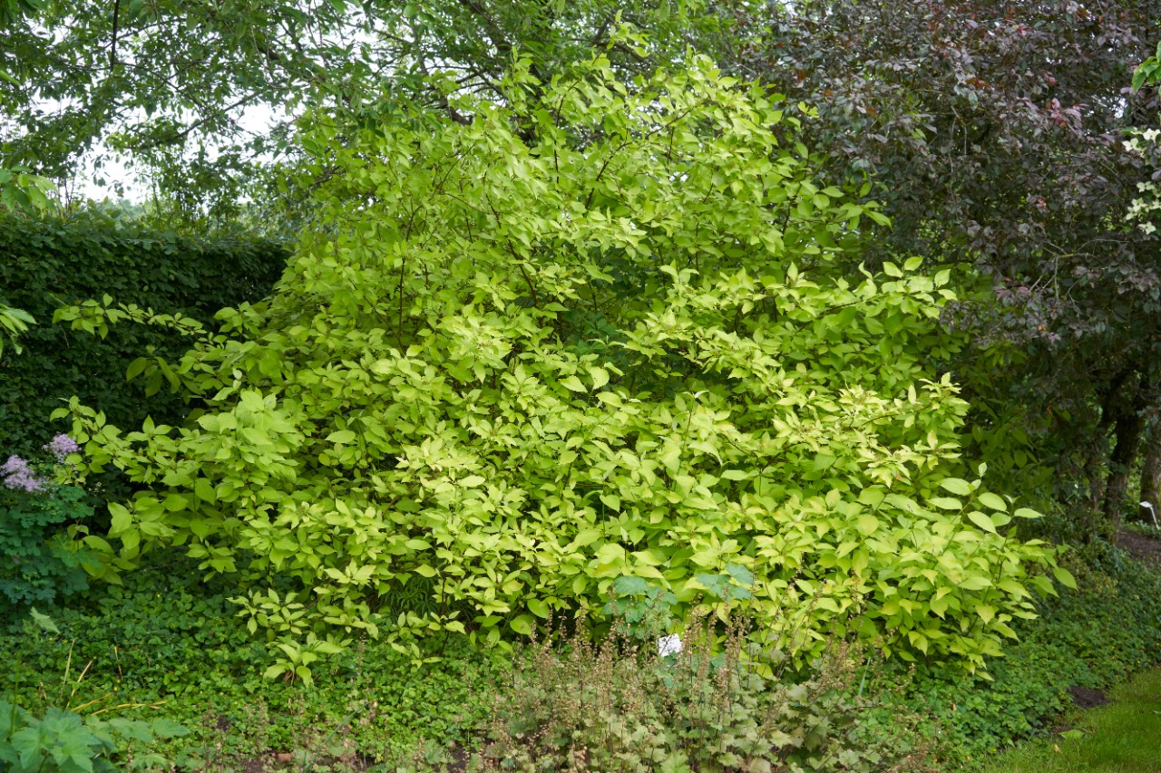 Hooggroeiende witte kornoelje naast andere planten