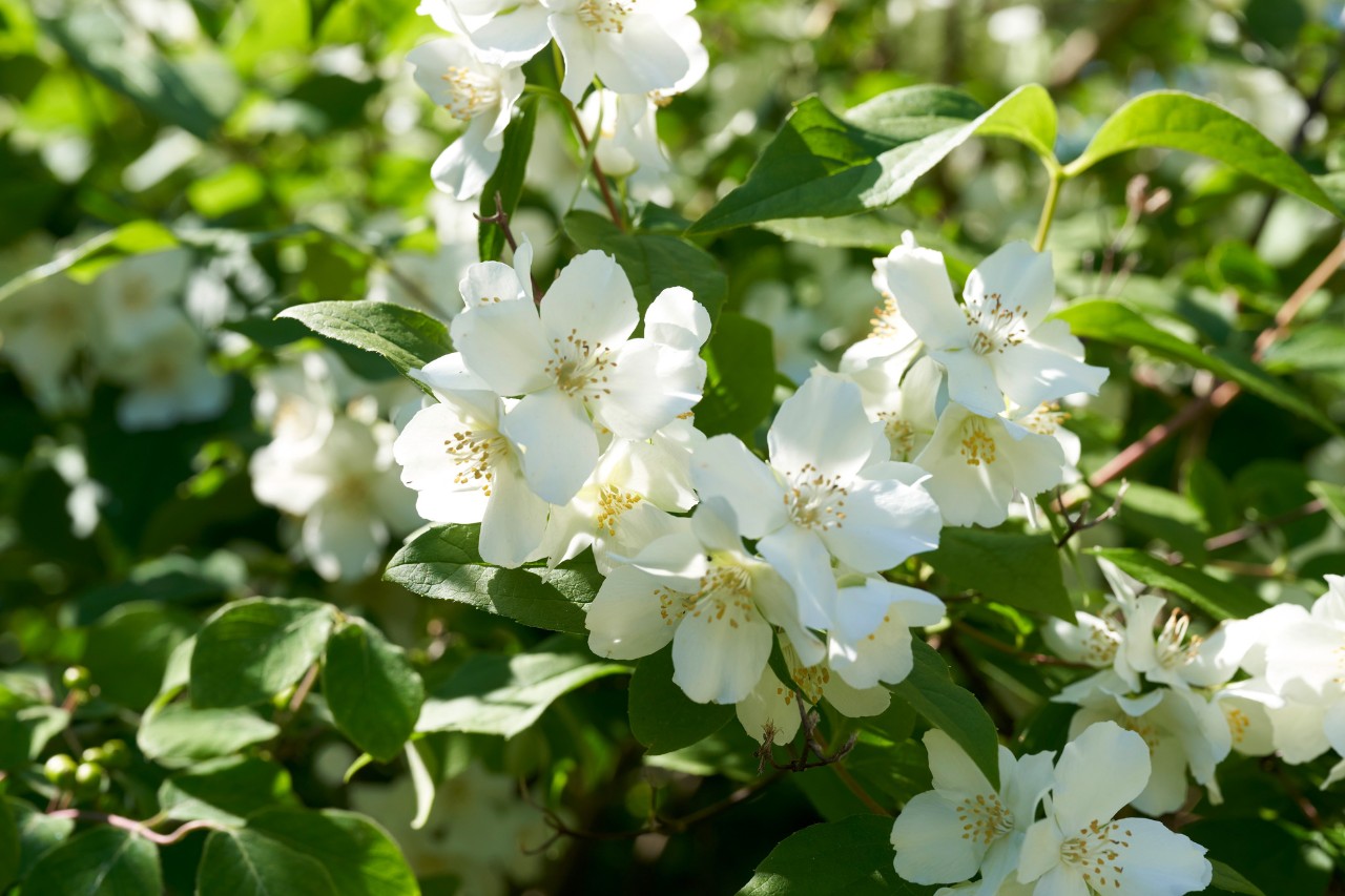 Wit bloeiende boerenjasmijn in een tuin