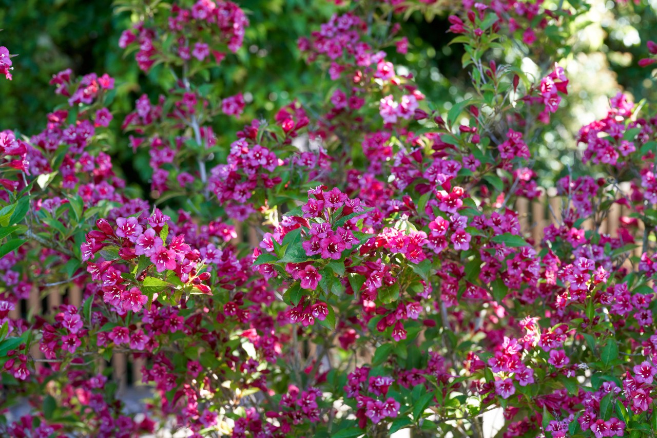 Robijnrood bloeiende weigela