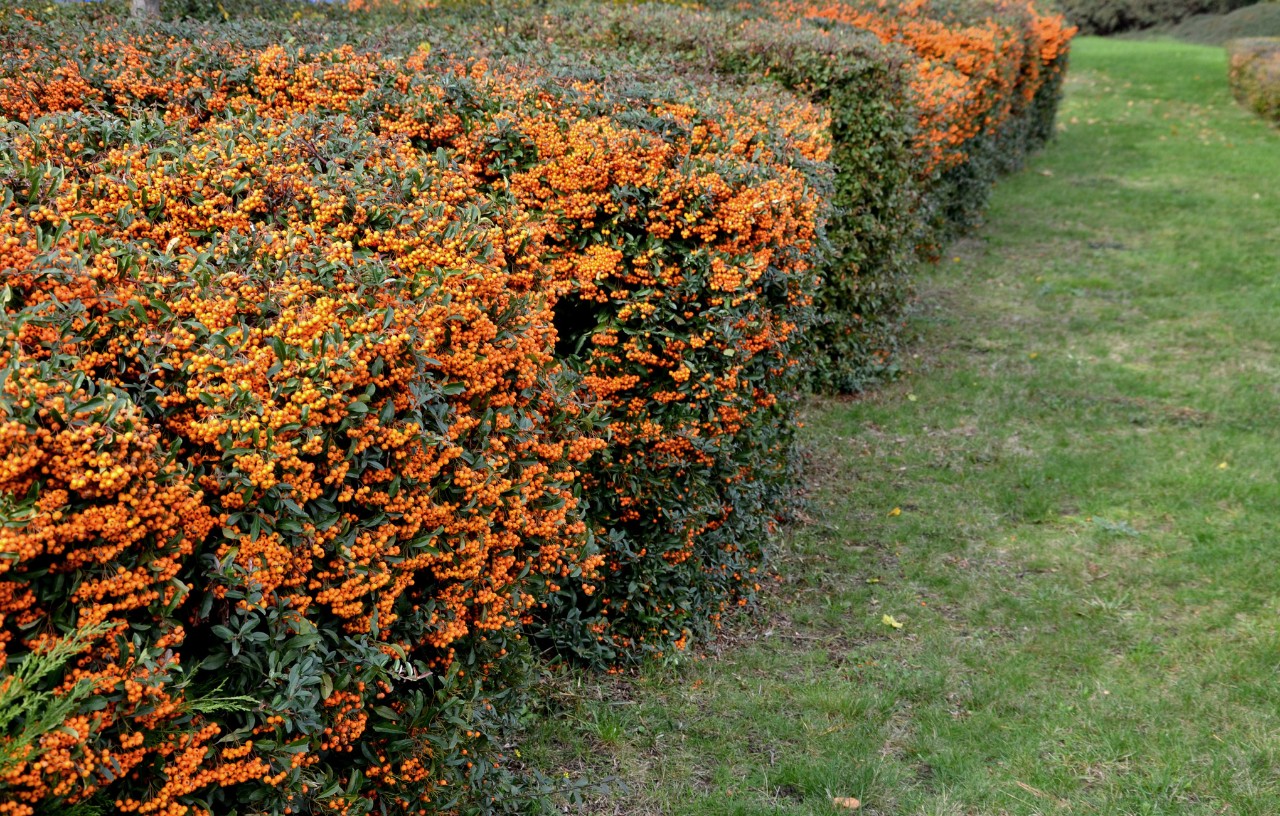 Heg van vuurdoorn met rode bessen