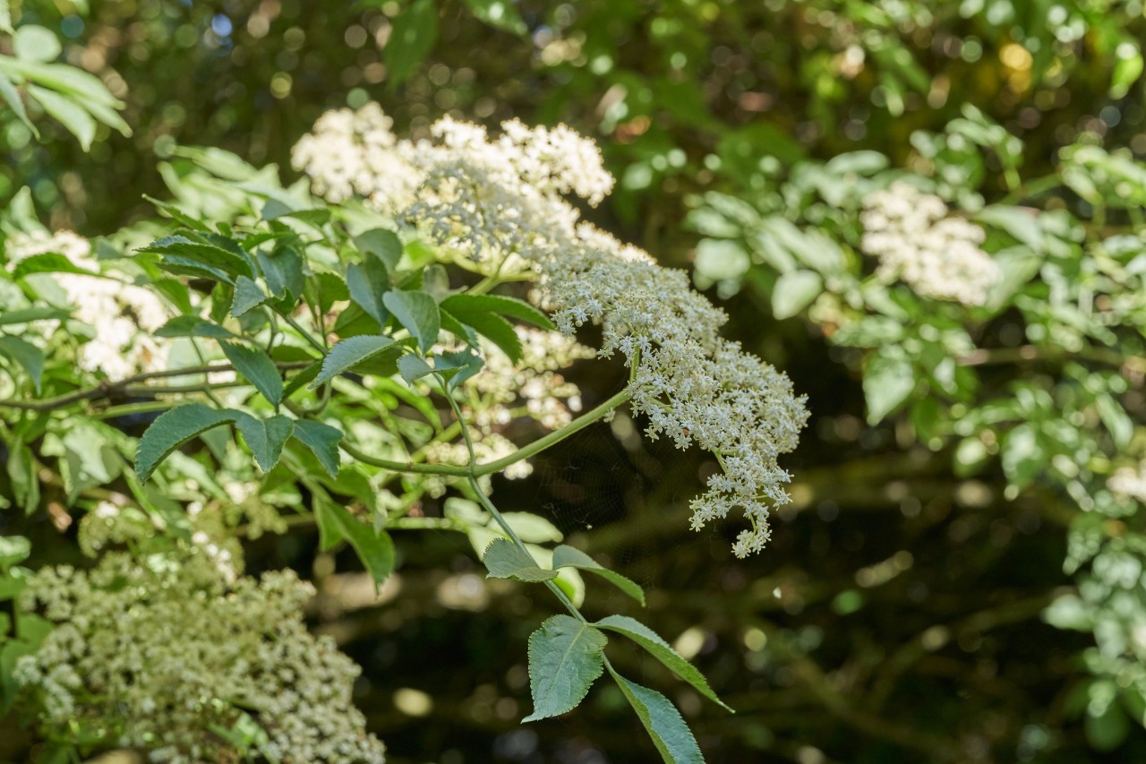 Zwarte vlierbes met witte bloesems
