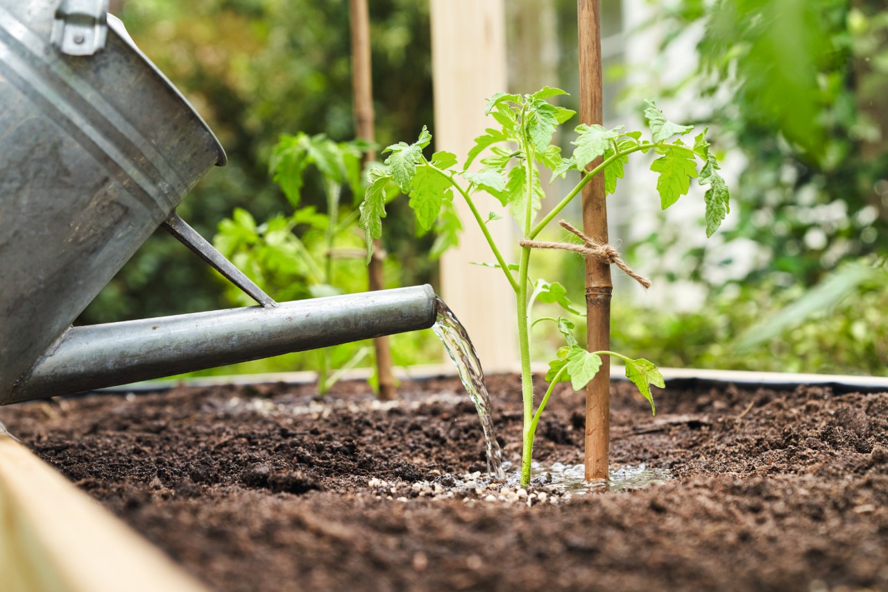 Close-up van hoe tomatenplanten water krijgen met een gieter