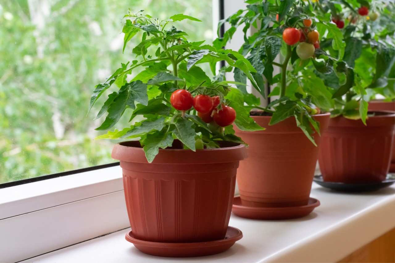 Tomatenpotje met kerstomaten op een vensterbank