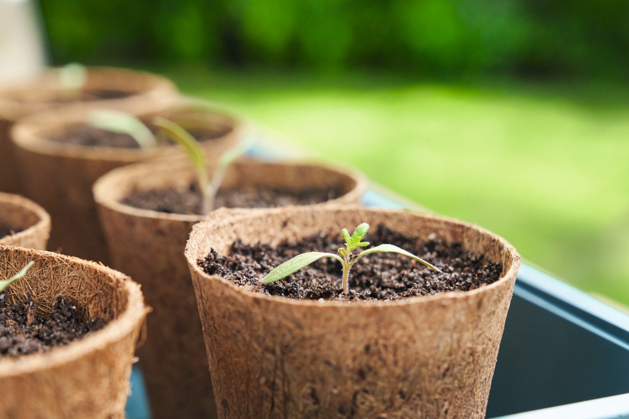 Plantenpotten met tomatenzaailingen