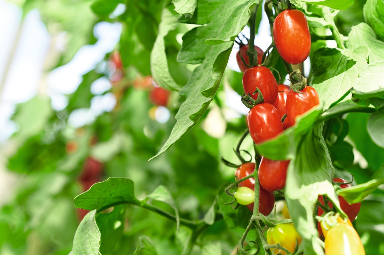 Close-up van een tomatenplant met rijpe en onrijpe vruchten