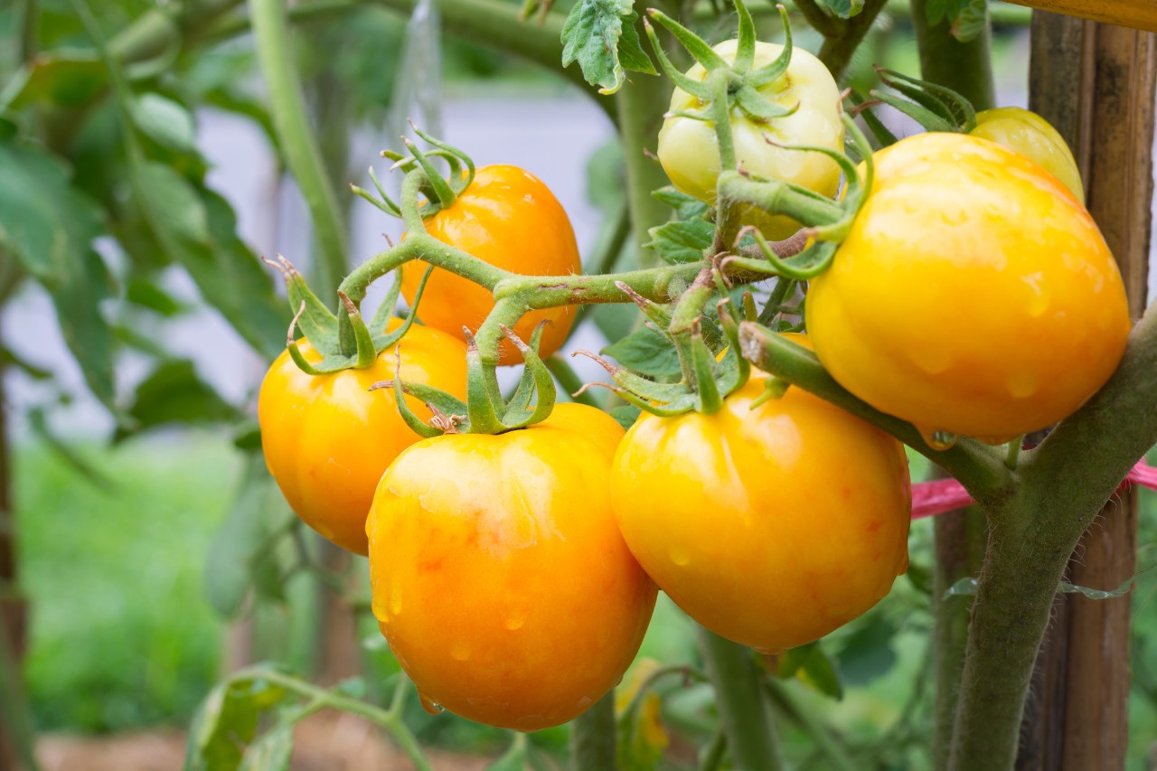 Tomatenplant van het ras 'Golden Queen'
