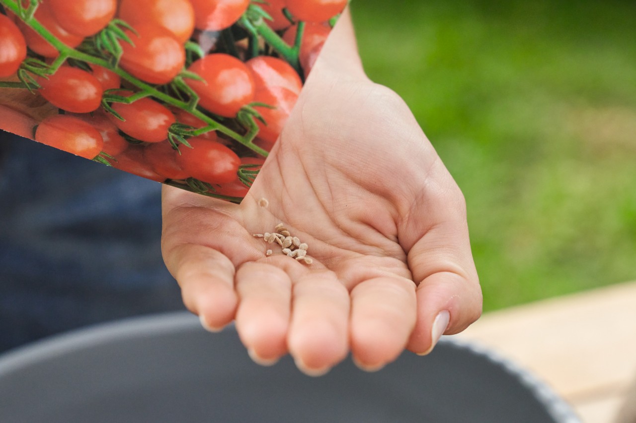 Iemand giet tomatenzaad uit een zakje in zijn hand