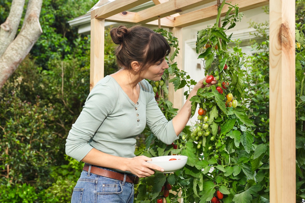 Een vrouw met een schaal in haar hand oogst zelfgekweekte tomaten