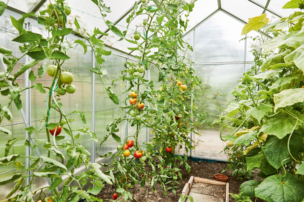 Hoge tomatenplanten in een kas