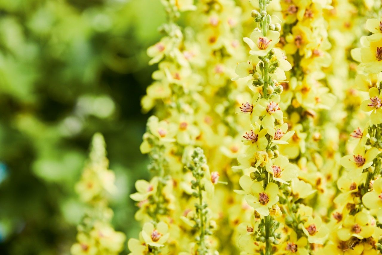 Close-up van hoge, geel bloeiende vaste planten