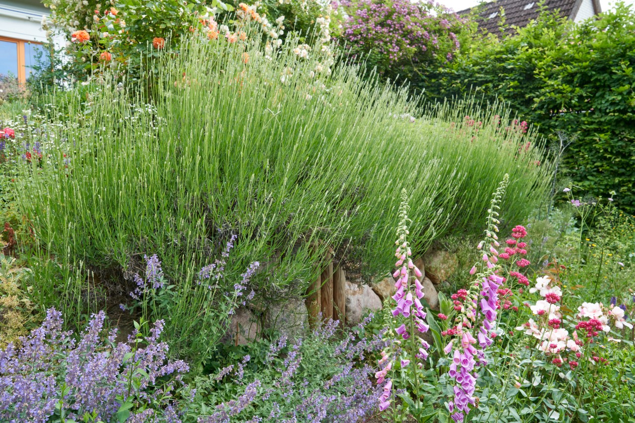 Tuin met een helling met muurtje van zwerfstenen en lavendel