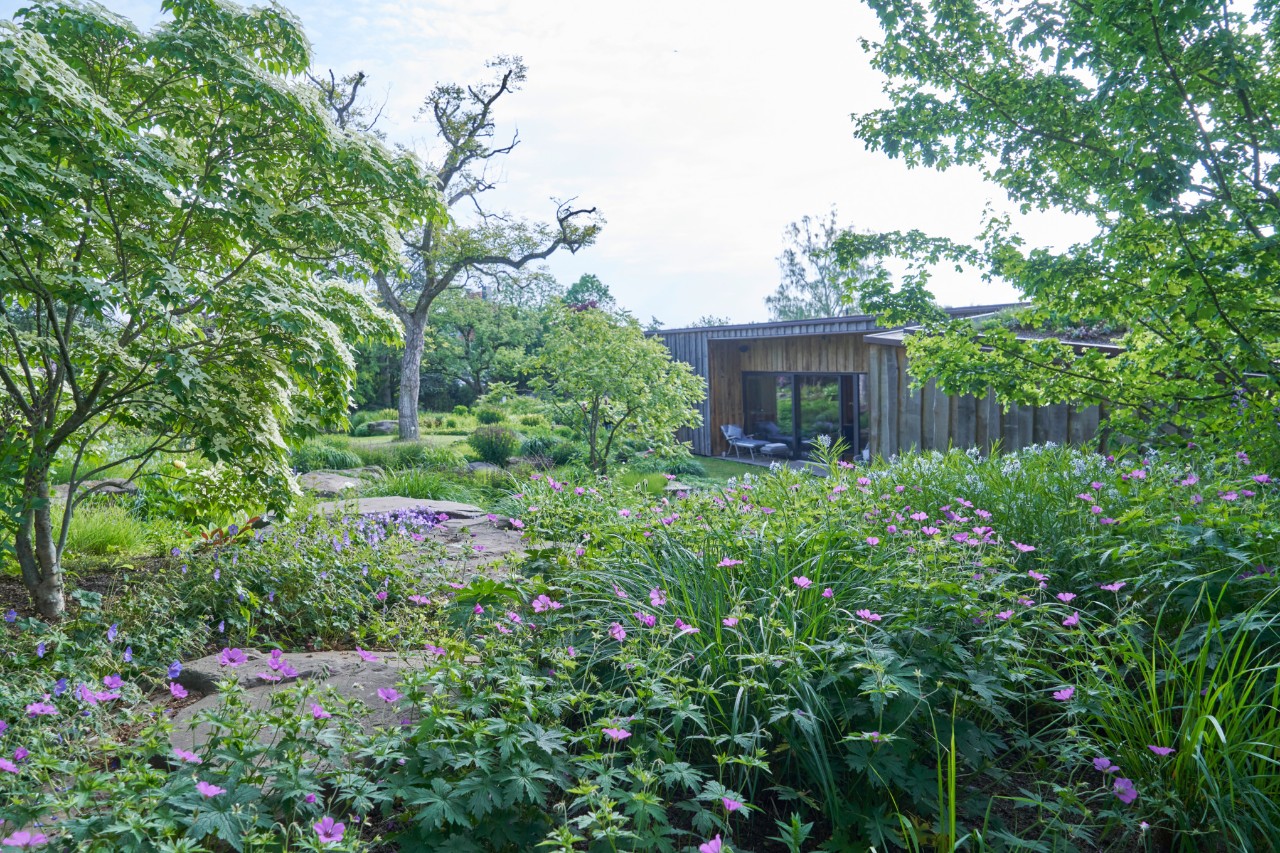 Tuin met een helling met dicht groeiende, paars bloeiende planten en houten huis op de achtergrond