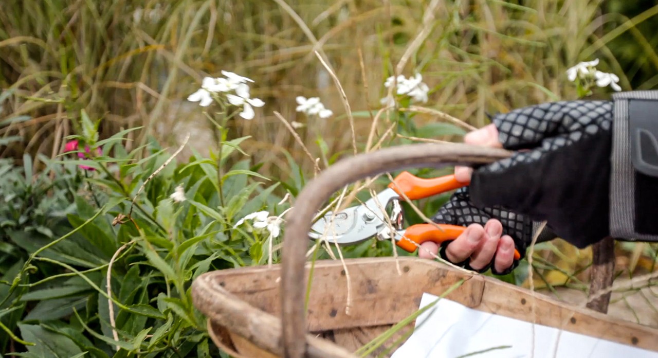 Vruchtlichamen van bloemen worden weggeknipt met een STIHL Bypass PG 20 snoeischaar.