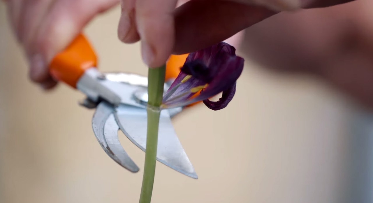  Close-up van een bloemsteel die wordt gesneden met een snoeischaar