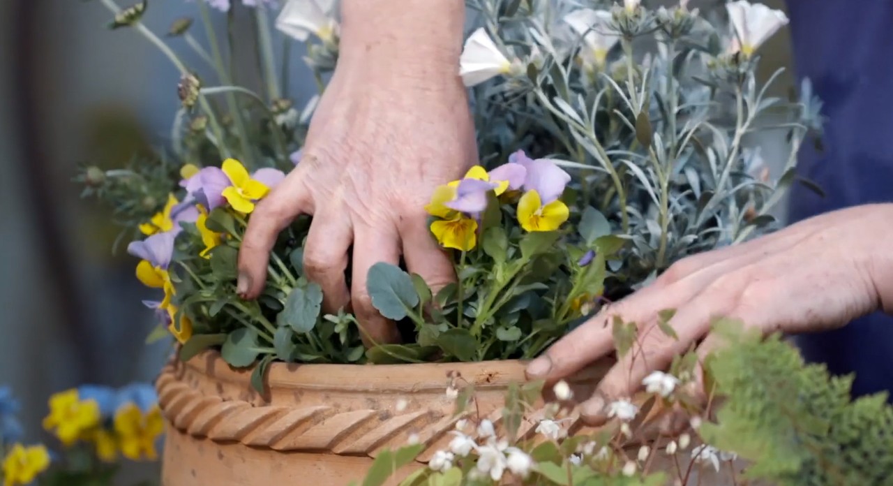 Gele en paarse viooltjes worden in een pot van klei geplant