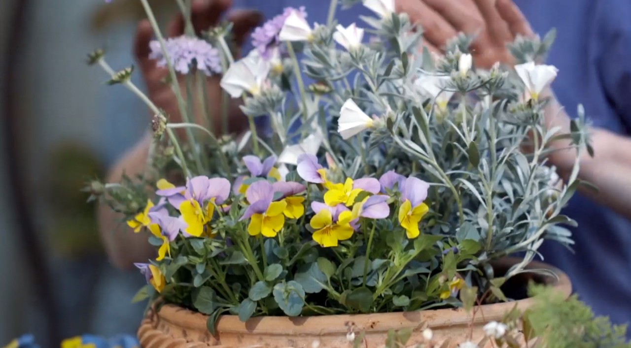 Gele en paarse viooltjes met andere bloemen in een kleipot