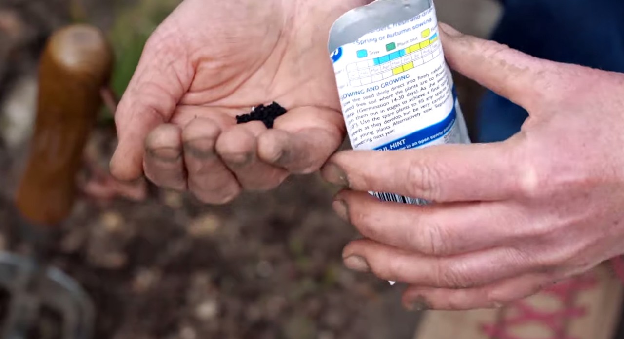 Close-up van zwarte zaden en een zakje in iemands handen