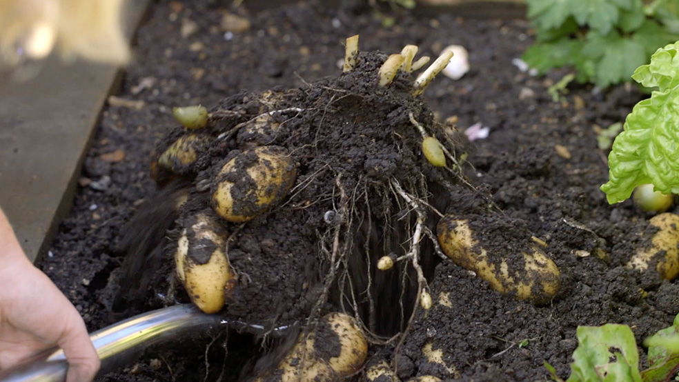 Aardappelen worden met een spade uit de grond gehaald