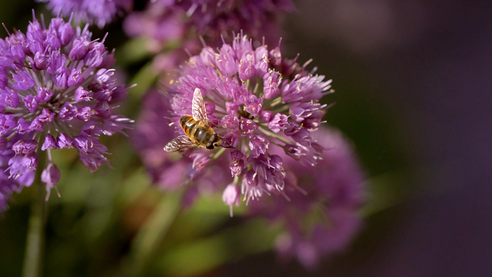 Close-up van een bij op een roze bieslookbloem