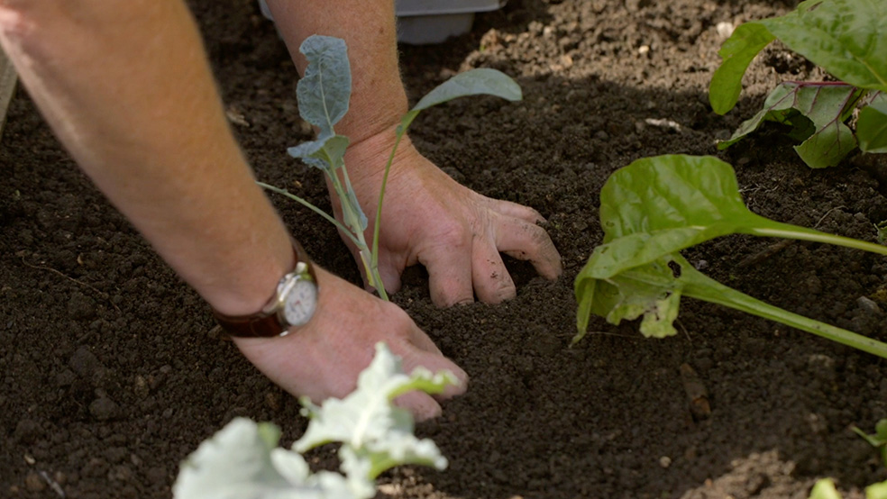 Close-up van een jonge plant die in de grond wordt geplant