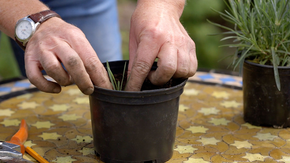 Close-up van stekken die in een pot worden geplant