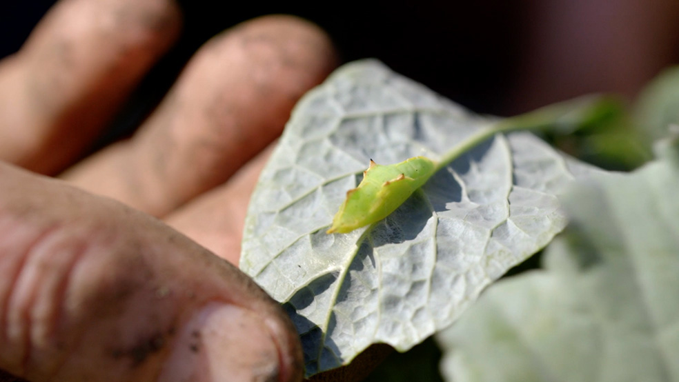 Close-up van de achterkant van een blad met daarop een groen insect