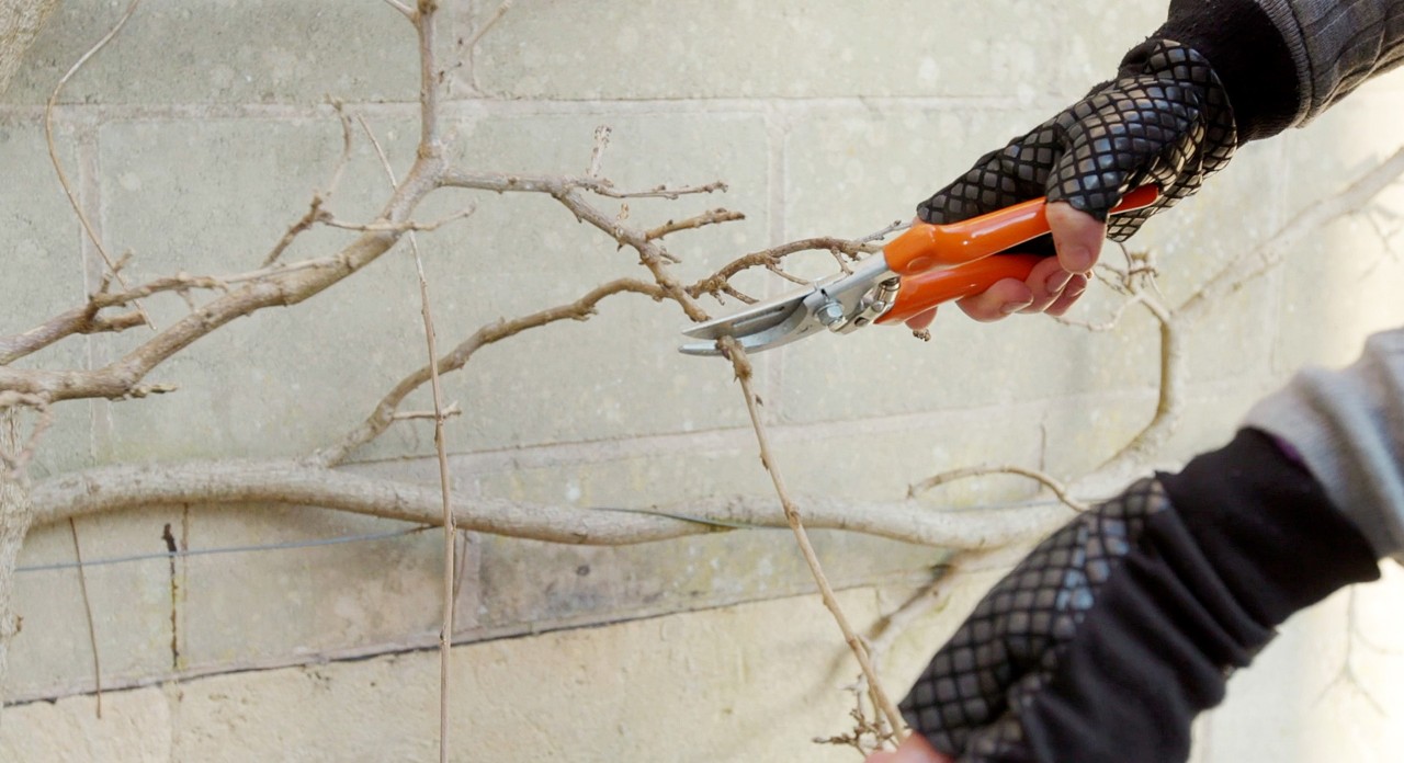 Houtige takken snoeien met de STIHL bypass snoeischaar PG 20