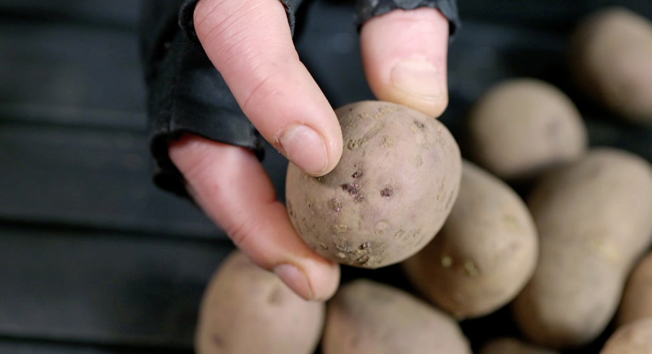 Een hand met een zwarte vingerloze handschoen houdt een nieuwe aardappel vast