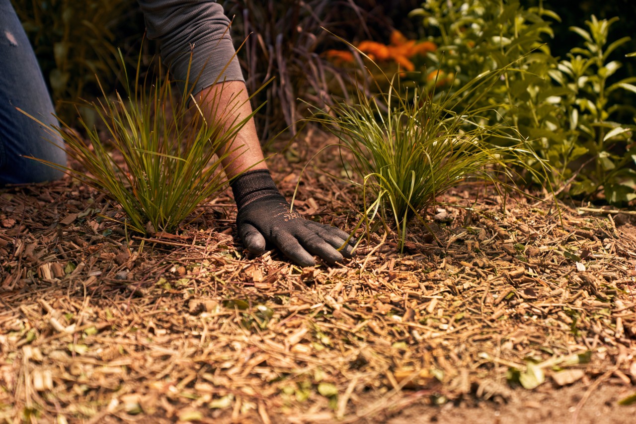 Rondom planten worden houtsnippers over de grond verspreid.