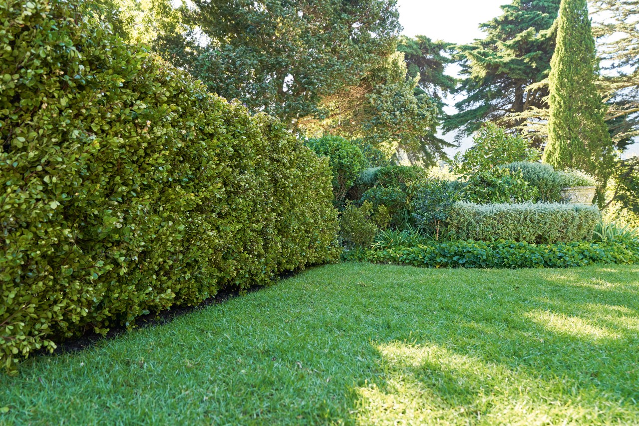 Groene heggen en groen gazon in een tuin