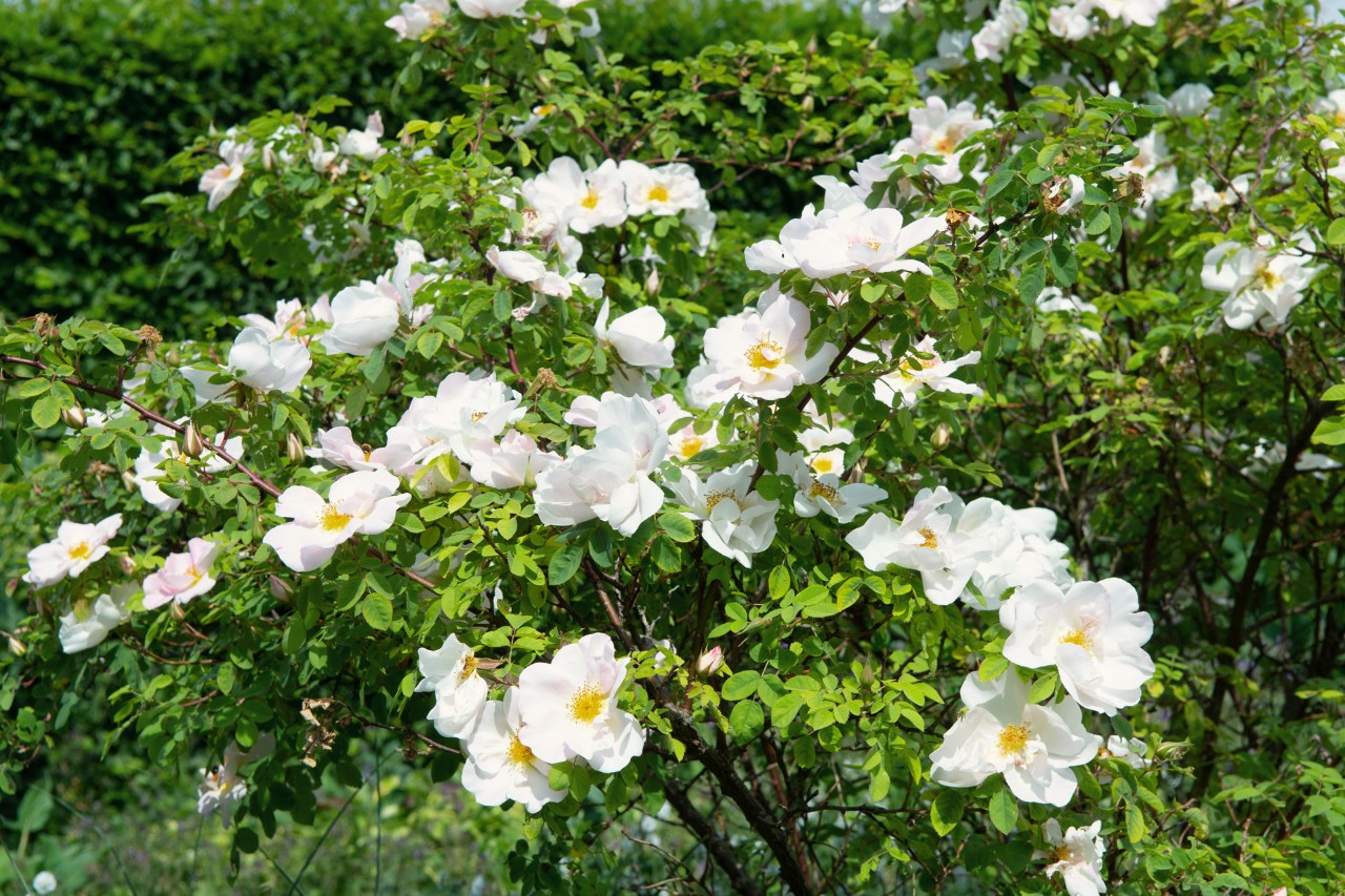 Groene struik met de witte bloesem van wilde rozen