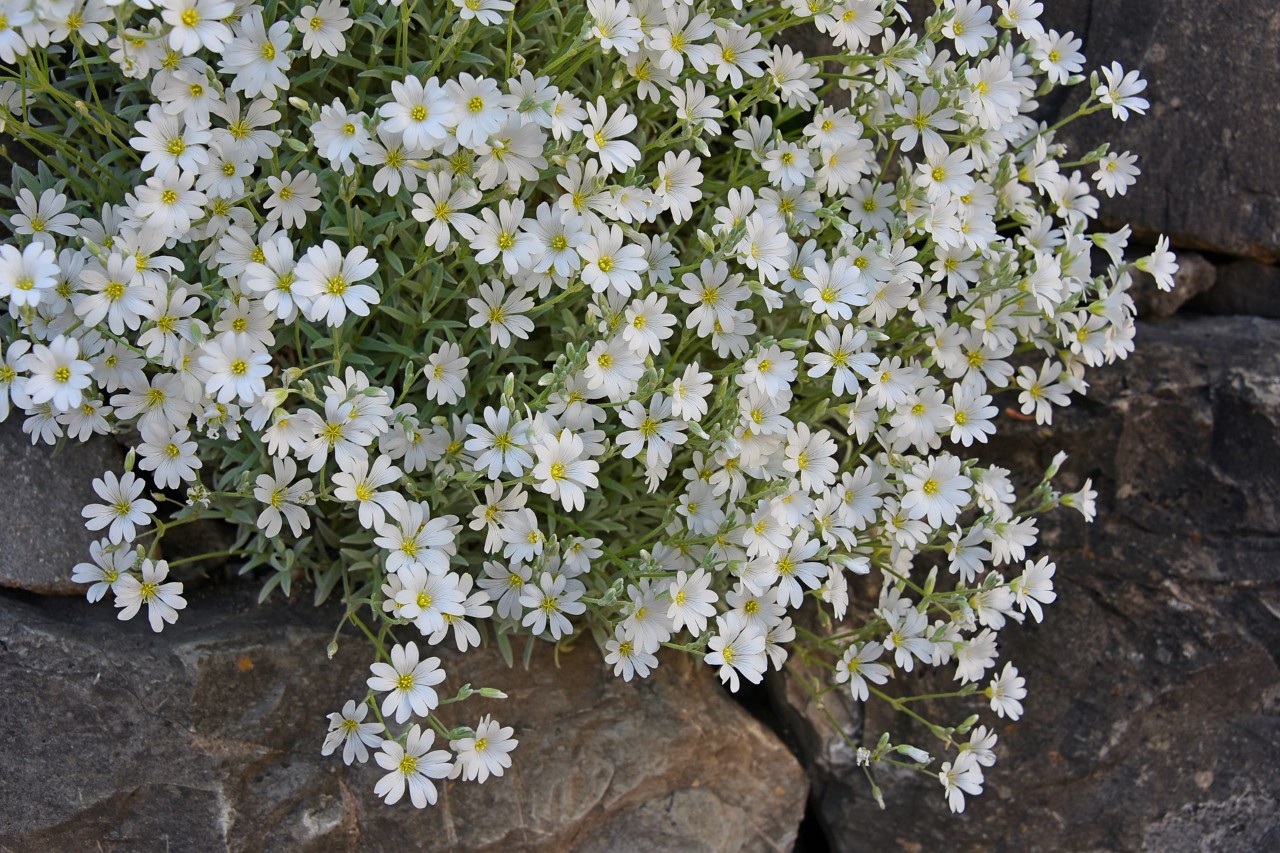 Close-up van de witte bloemen van het viltachtige hoornkruid tussen stenen