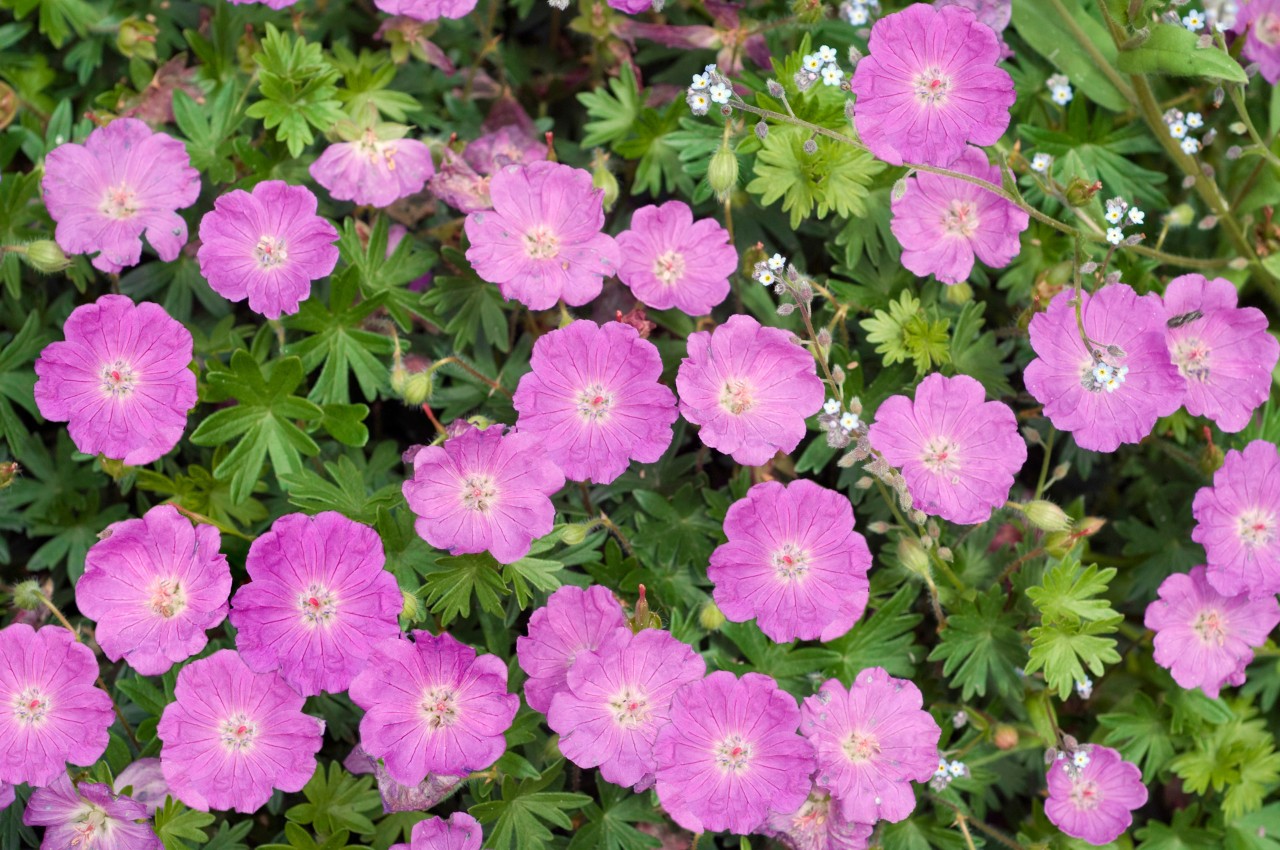 Roze bloemen en groene bladeren van de bloedooievaarsbek