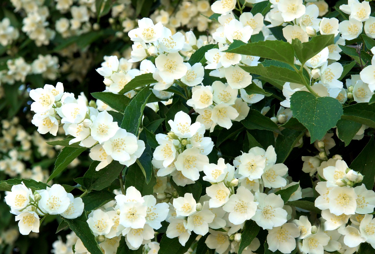 Witte bloemen en groene bladeren van de boerenjasmijn