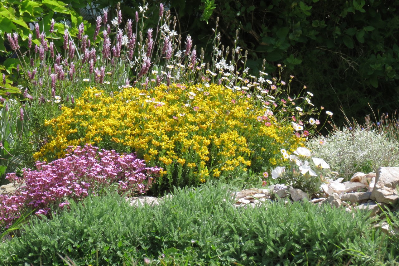 Mediterraan ingerichte voortuin met bloeiende bloemen en kruiden