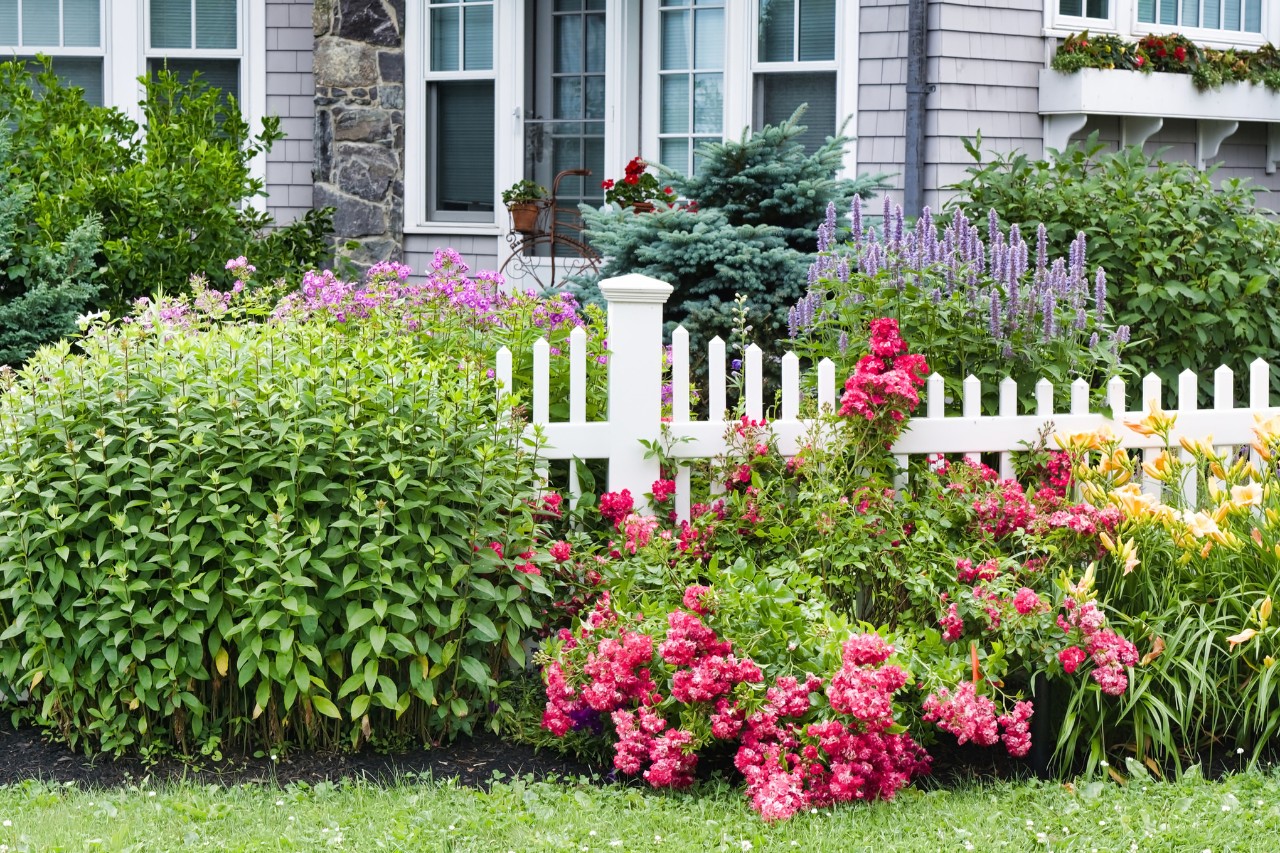 Romantische voortuin met witte schutting en rozen