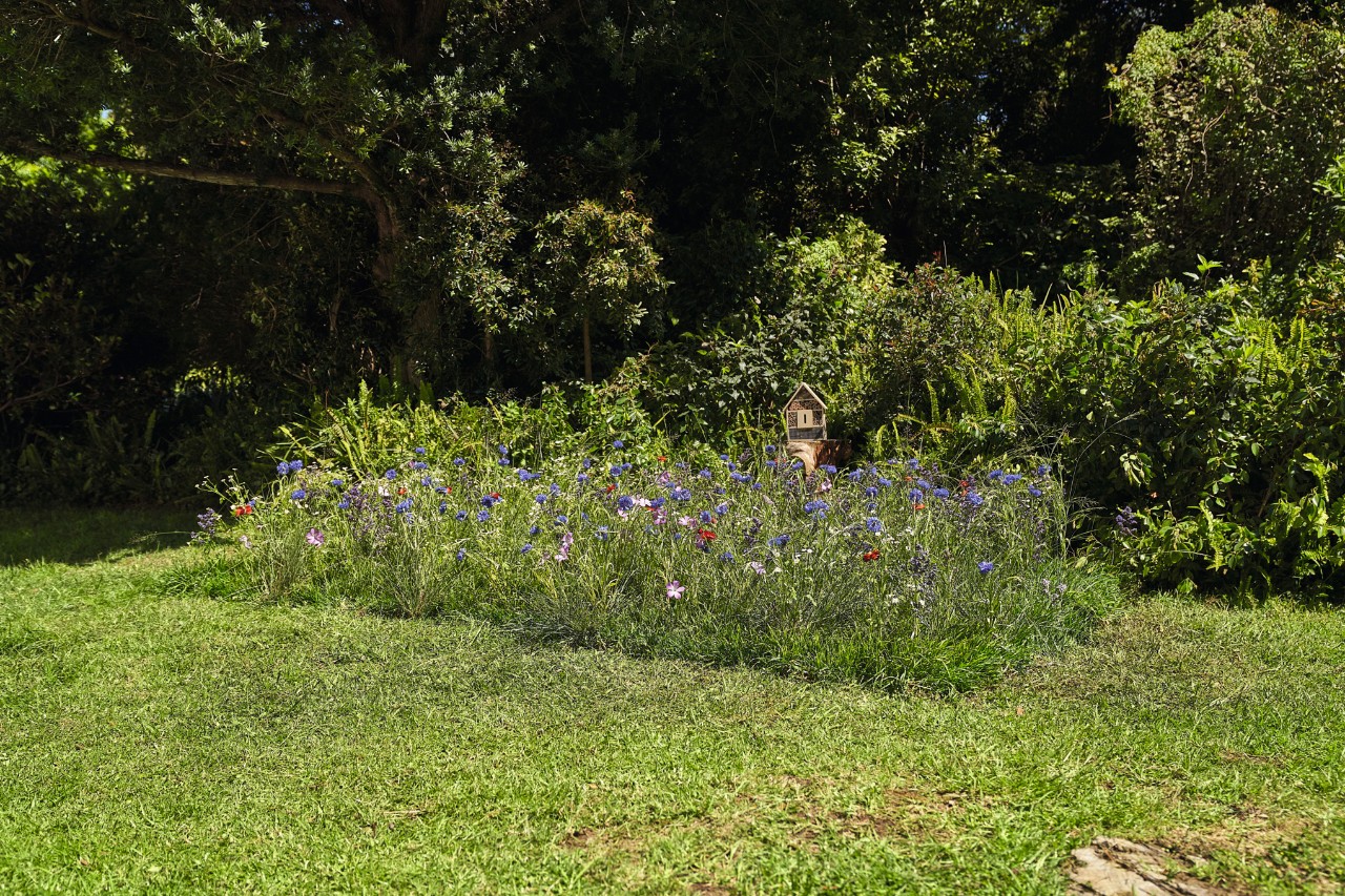 Duidelijk afgebakende weide van wilde bloemen in een tuin  