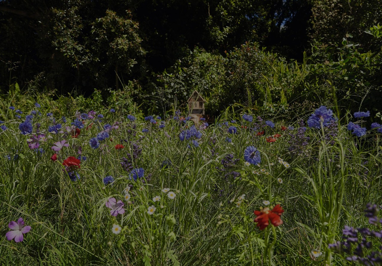 Close-up van een overvloedig bloeiende weide vol wilde bloemen met korenbloemen, klaprozen en margrieten  