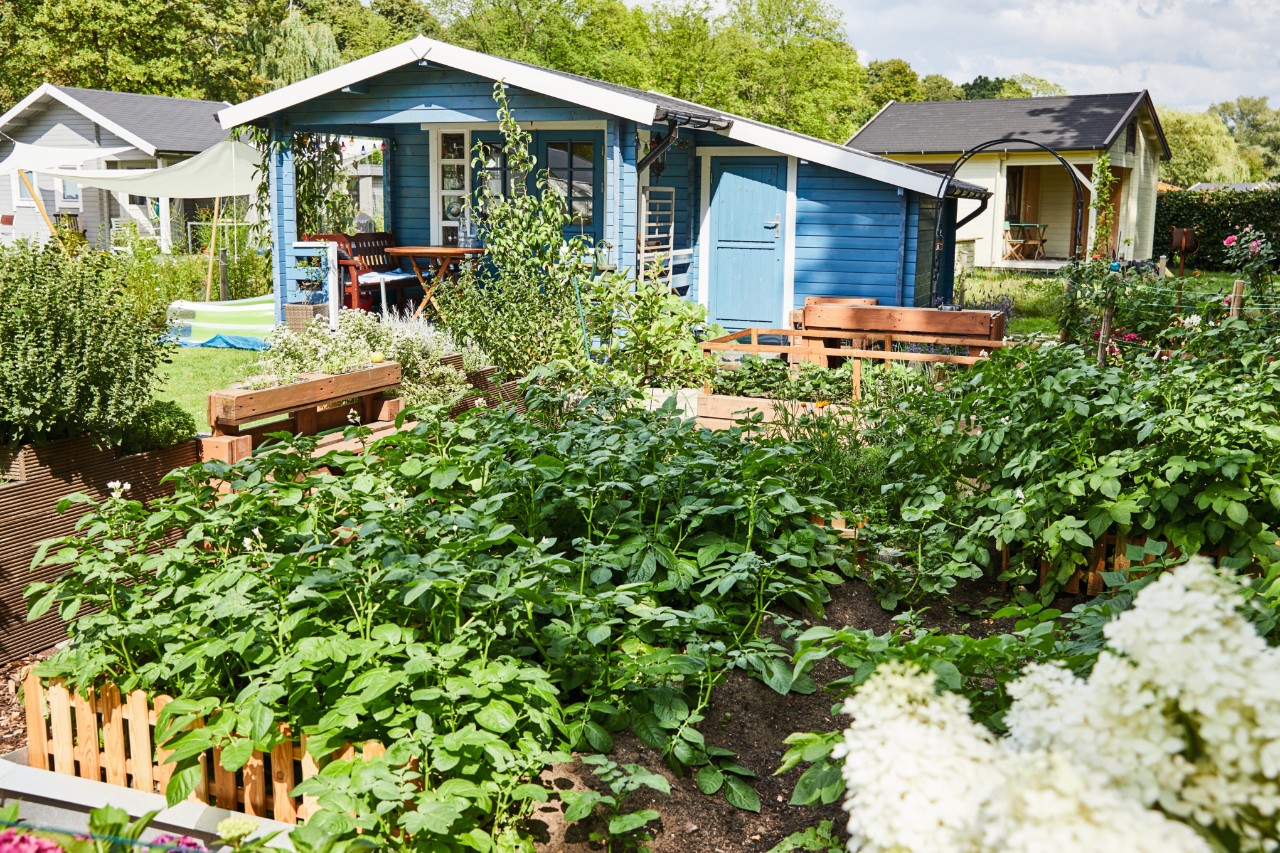 Een zelfverzorgende tuin met perken en struiken, op de achtergrond een blauw geschilderd huisje 